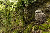 Young tawny owl (Strix aluco), in a forest, Canton of Vaud, Switzerland