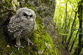 Young tawny owl (Strix aluco), in a forest, Canton of Vaud, Switzerland