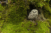Young tawny owl (Strix aluco), in a forest, Canton of Vaud, Switzerland