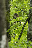 Tawny owl (Strix aluco) , in a forest, Canton of Vaud, Switzerland