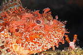 Black scorpion fish (Scorpaena porcus). Lion de Mer diving site, Saint Raphaël, Var, France.
