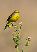 Yellow wagtail (Motacilla flava flavissima) perched on a yellow flower, England