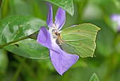 Male Brimstone (Gonepteryx rhamni) on a flowering Common periwinkle (Vinca minor), on the edge of a pond along the Rhine, in La Robertsau in early spring, in the Réserve Naturelle Nationale du massif forestier de la Robertsau et de La Wantzenau. Alsace, France