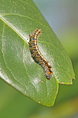 Jersey Tiger (Euplagia quadripunctaria) caterpillar on a cherry laurel (Prunus laurocerasus) leaf, at the edge of a pond along the Rhine, in La Robertsau in early spring, in the National Nature Reserve of the Robertsau and La Wantzenau forest massif. Alsace, France