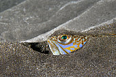 Greater weever (Trachinus draco). It is common to see it perched or perched on the sandy bottom with only its head showing. It is a hunting technique to go unnoticed by its prey that it hunts by stalking. The first rays of its spine are equipped with poison glands. Fish from the Canary Islands, Tenerife.