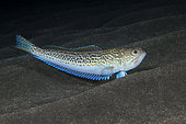Greater weever (Trachinus draco). It is common to see it perched or perched on the sandy bottom with only its head showing. It is a hunting technique to go unnoticed by its prey that it hunts by stalking. The first rays of its spine are equipped with poison glands. Fish from the Canary Islands, Tenerife.
