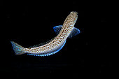 Greater weever (Trachinus draco). It is common to see it perched or perched on the sandy bottom with only its head showing. It is a hunting technique to go unnoticed by its prey that it hunts by stalking. The first rays of its spine are equipped with poison glands. Fish from the Canary Islands, Tenerife.