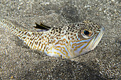 Greater weever (Trachinus draco). It is common to see it perched or perched on the sandy bottom with only its head showing. It is a hunting technique to go unnoticed by its prey that it hunts by stalking. The first rays of its spine are equipped with poison glands. Fish from the Canary Islands, Tenerife.
