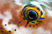 Sharpnose puffer (Canthigaster capistratus). Eye detail. Fish of the Canary Islands, Tenerife.