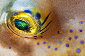 Sharpnose puffer (Canthigaster capistratus). Eye detail. Fish of the Canary Islands, Tenerife.