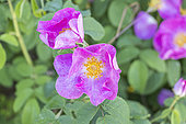 Old Rose, Rosa 'Complicata', flowers
