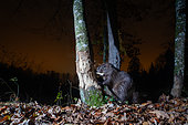 Eurasian Beaver (Castor fiber) with a peace of wood in its mouth at night, camera trap image, Aargau, Switzerland