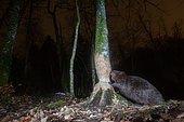 Eurasian Beaver (Castor fiber) working on a tree at night, camera trap image, Aargau, Switzerland