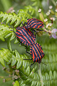 Red-and-black striped shieldbugs (Graphosoma italicum), Cotes-d'Armor, France