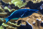 Green birdmouth wrasse (Gomphosus caeruleus) male