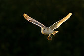 Barn owl (Tyto alba) flying at sunset with a prey, England