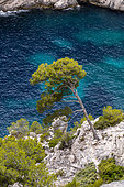 Aleppo pine (Pinus halepensis) overhanging the Calanque d'En-Vau, Calanques de Marseille, Bouches-du-Rhone, France