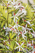 Bowman's root, Gillenia trifoliata, flowers
