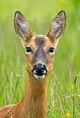 Roe deer (Capreolus capreolus) head details, England