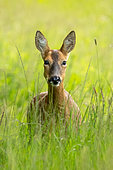 Roe deer (Capreolus capreolus) standing in a meadow, England