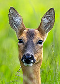 Roe deer (Capreolus capreolus) head details, England