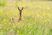 Roe deer (Capreolus capreolus) standing in a meadow, England