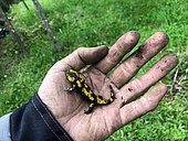 Spotted salamander (Salamandra salamandra) in a gardener's hand