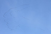 Flight of Common Cranes (Grus grus) over northwest Dordogne/Charentes border, heading north, France
