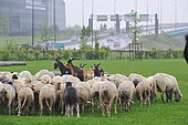 Sheep transhumance in town, France