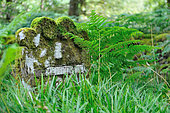 Mossy grave with fern, Scotland, UK