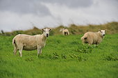 Sheep grazing in Scotland
