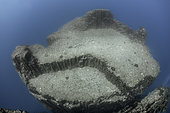 Volcanic underwater beds, Tenerife. The image shows the top of an underwater mountain formed by basaltic columns (columnar disjunction. Canary Islands.
