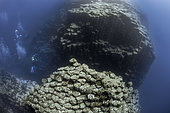 Volcanic underwater bottoms. True seamounts can be seen in the image, a natural monument made of basaltic columns called a columnar disjunction. The highest point is about 15 meters below the surface of the Atlantic Ocean and drops vertically to more than 40 meters at its deepest point. The place is known as La Rapadura on the coast of Santa Úrsula, north of the island of Tenerife. Seabed of the Canary Islands.