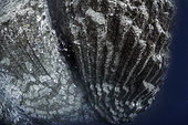 Volcanic underwater bottoms. True seamounts can be seen in the image, a natural monument made of basaltic columns called a columnar disjunction. The highest point is about 15 meters below the surface of the Atlantic Ocean and drops vertically to more than 40 meters at its deepest point. The place is known as La Rapadura on the coast of Santa Úrsula, north of the island of Tenerife. Seabed of the Canary Islands.