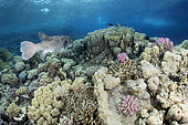 Puffer fish (arothron stellatus) swimming on a reef near the surface. Reef fish. Ras Muhammad National Park (Sharm Al Sheikh - Raas Mohammed) and Tiran Strait. Sinai Peninsula. Red Sea, Egypt.
