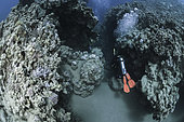 Underwater canyon, Marsa Bareika reef. Ras Muhammad National Park (Sharm Al Sheikh - Raas Mohammed). Sinai Peninsula. Red Sea, Egypt.