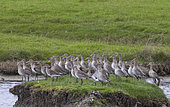 Black-tailed godwit (Limosa limosa) group on an islet during spring migration, Marais breton vendéen, Pays de la Loire, France