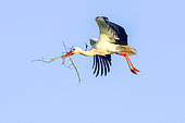 White stork (Ciconia ciconia) in flight carrying a branch in its beak, Charente Maritime, France