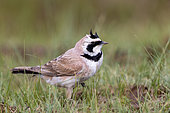 Horned Lark (Eremophila alpestris),on the ground, Steppe, Eastern Mongolia, Mongolia, Asia