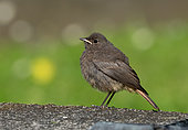 Black redstart (Phoenicurus Ochruros) perched on a tombstone, Austria