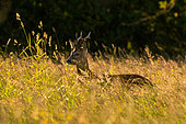 Roe deer (Capreolus capreolus) walking in a meadow at sunset, Austria