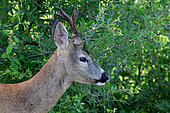 Roe deer (Capreolus capreolus) head details, Austria