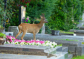Roe deer (Capreolus capreolus) walking between tomstones in a cemetery, Austria