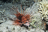 Radial firefish (Pterois radiata). It has sharp spines that contain poison, which, although not fatal to people, can cause problems that require medical attention. Reef fish. Ras Muhammad National Park (Sharm Al Sheikh - Raas Mohammed) and Tiran Strait. Sinai Peninsula. Red Sea, Egypt.