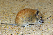 Golden Spiny Mouse (Acomys russatus), captive, Germany