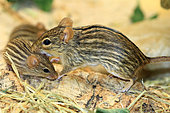 Barbary striped grass mouse (Lemniscomys barbarus), captive, Germany