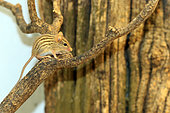 Barbary striped grass mouse (Lemniscomys barbarus), captive, Germany