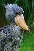 Shoebill (Balaeniceps rex) captive, Germany