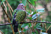 Common Emerald Dove (Chalcophaps indica) captive, Germany
