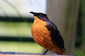 White-crowned robin-chat (Cossypha albicapillus), captive, Germany